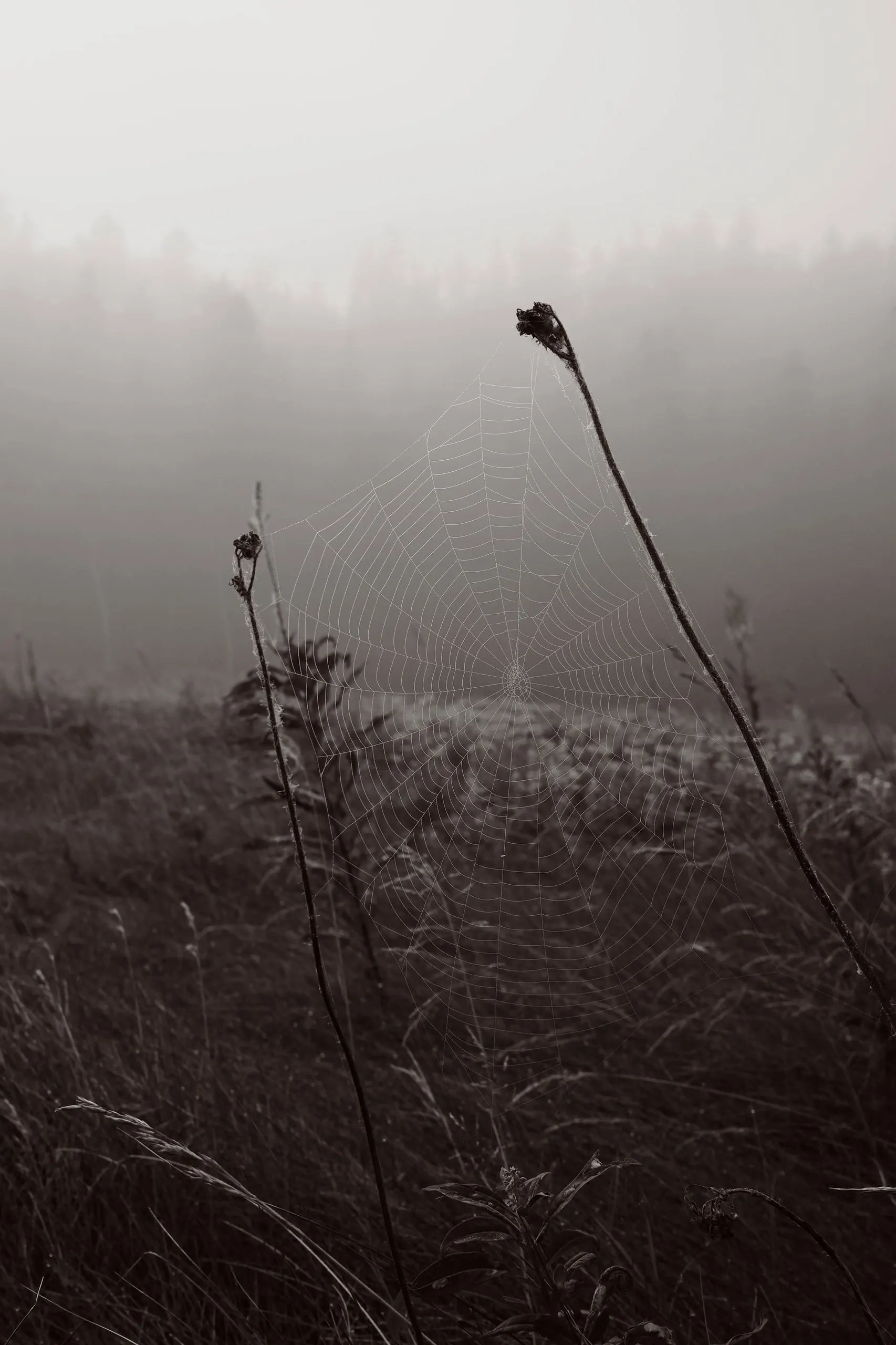 Une toile d'araignée en noir et blanc dans les herbes sauvages.
