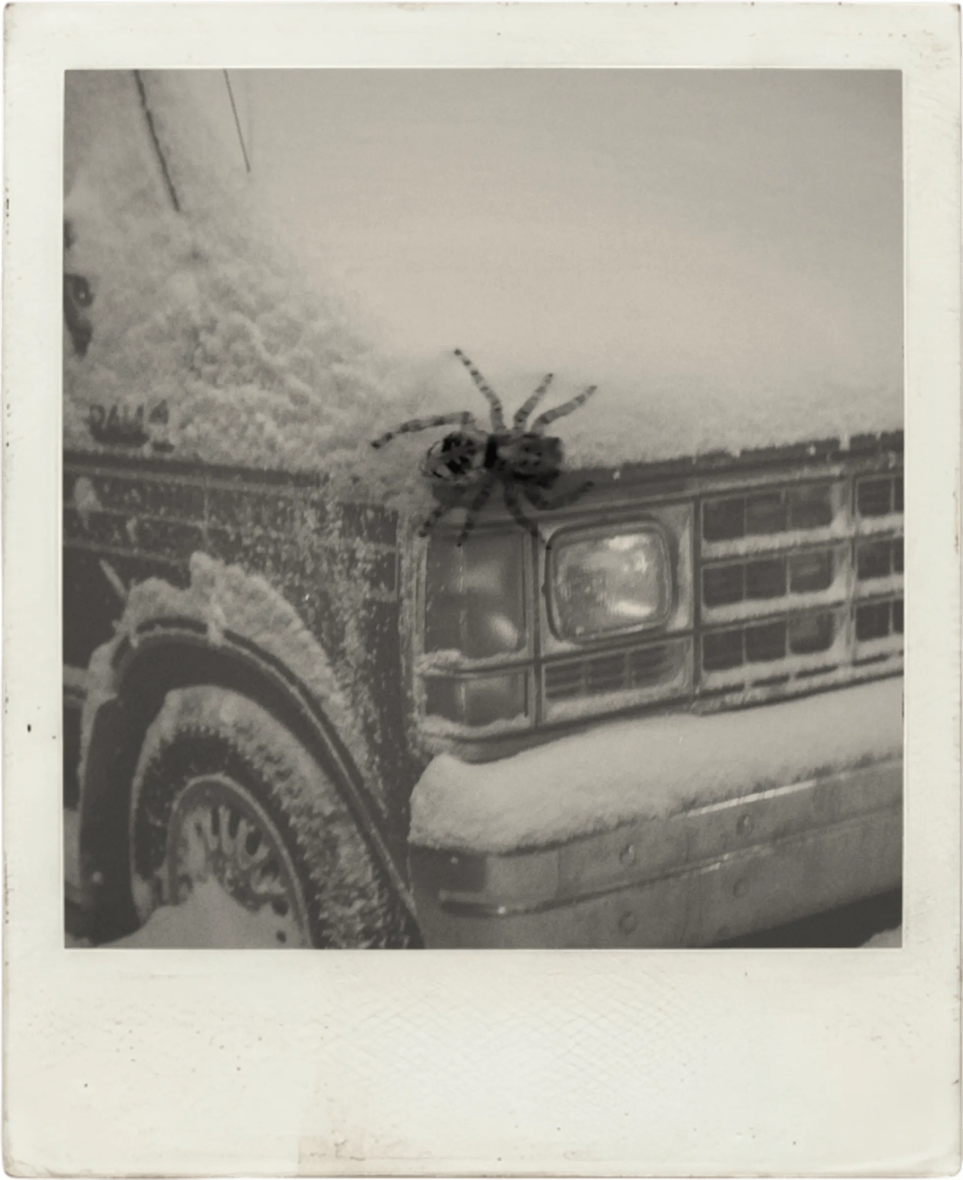 double exposition d'une araignée sur un van