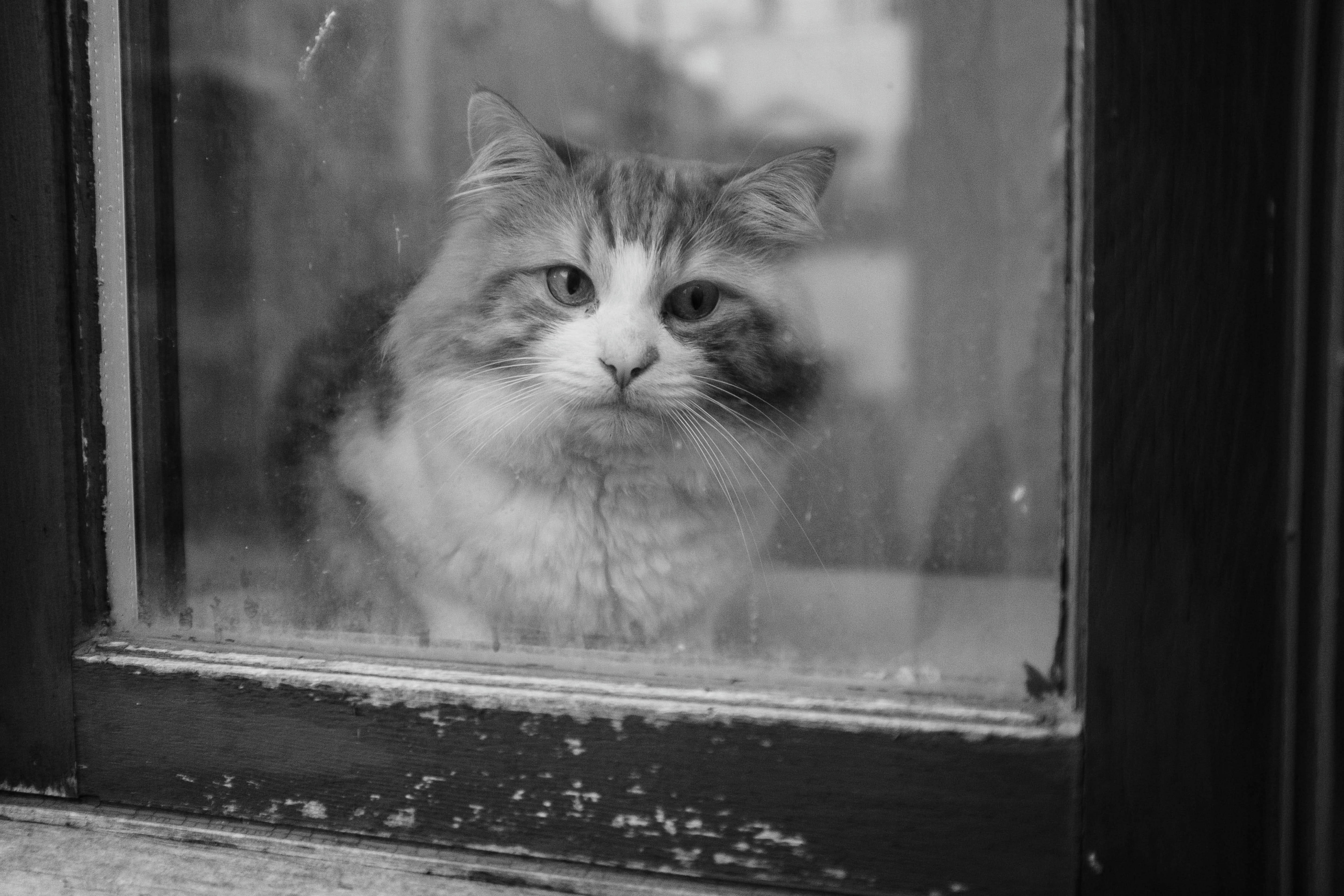 Chat là là Un chat derrière une fenêtre