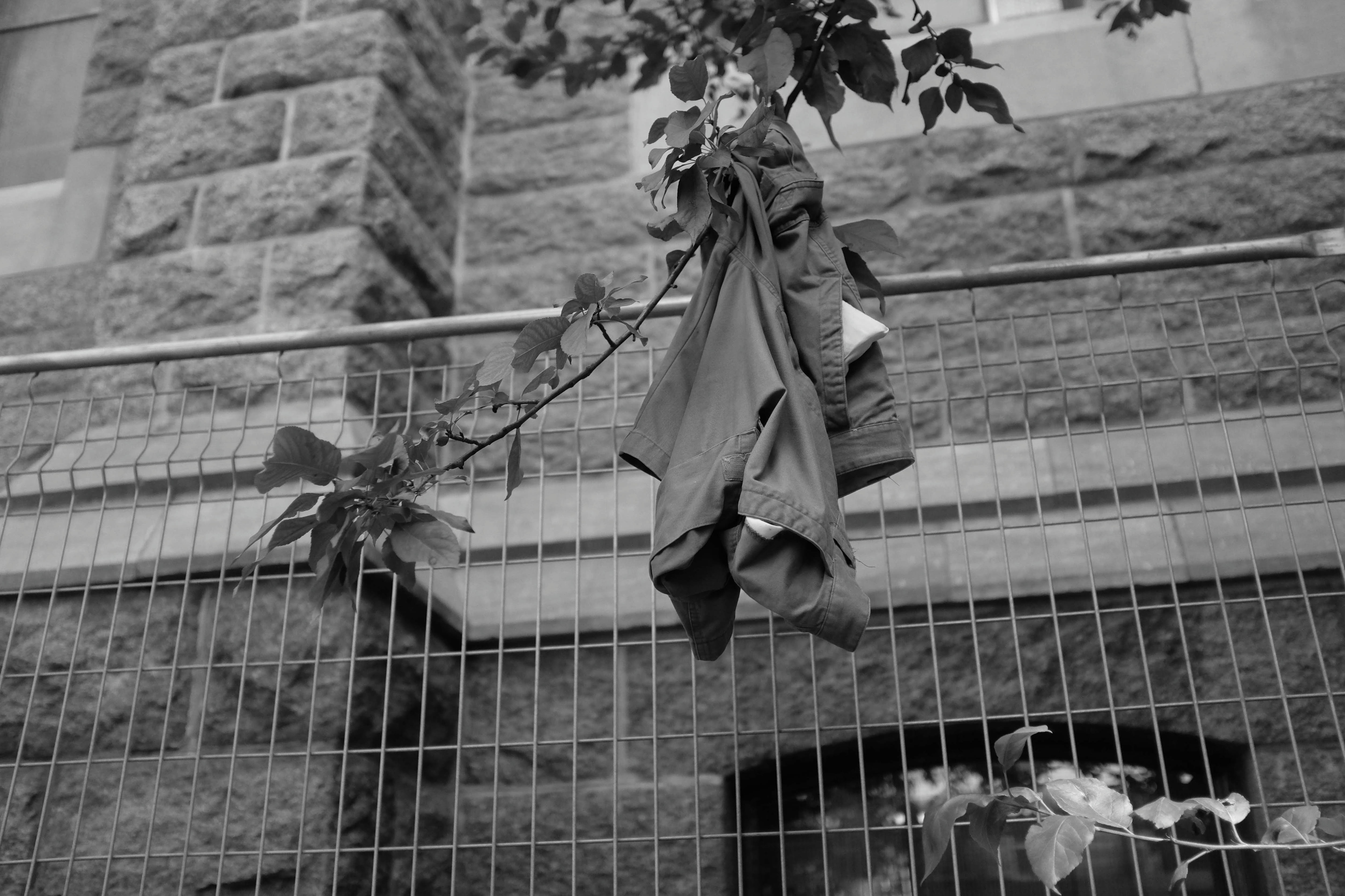Vie pêrchée Un short suspendu dans un arbre