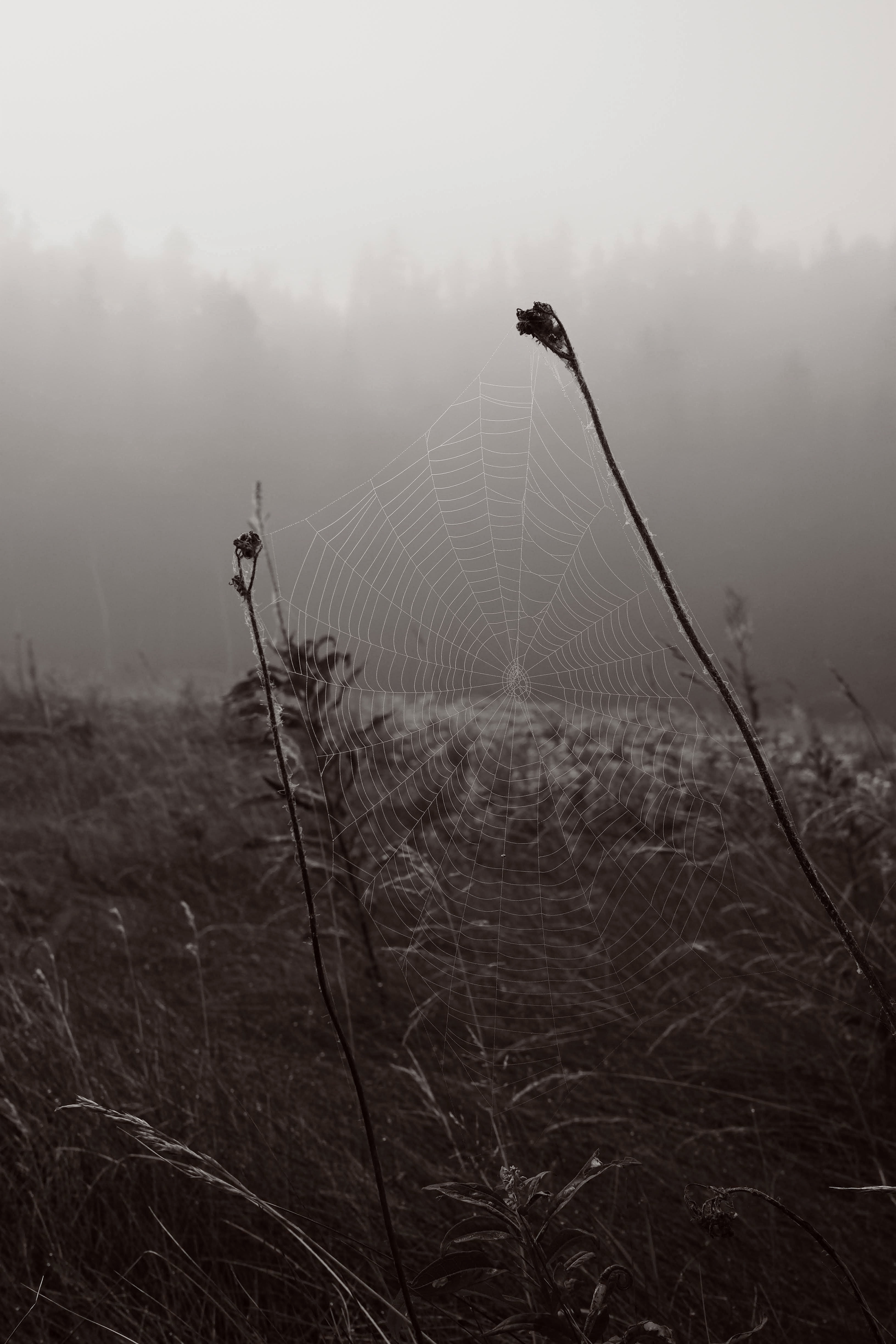 Une toile d'araignée en noir et blanc dans les herbes sauvages.