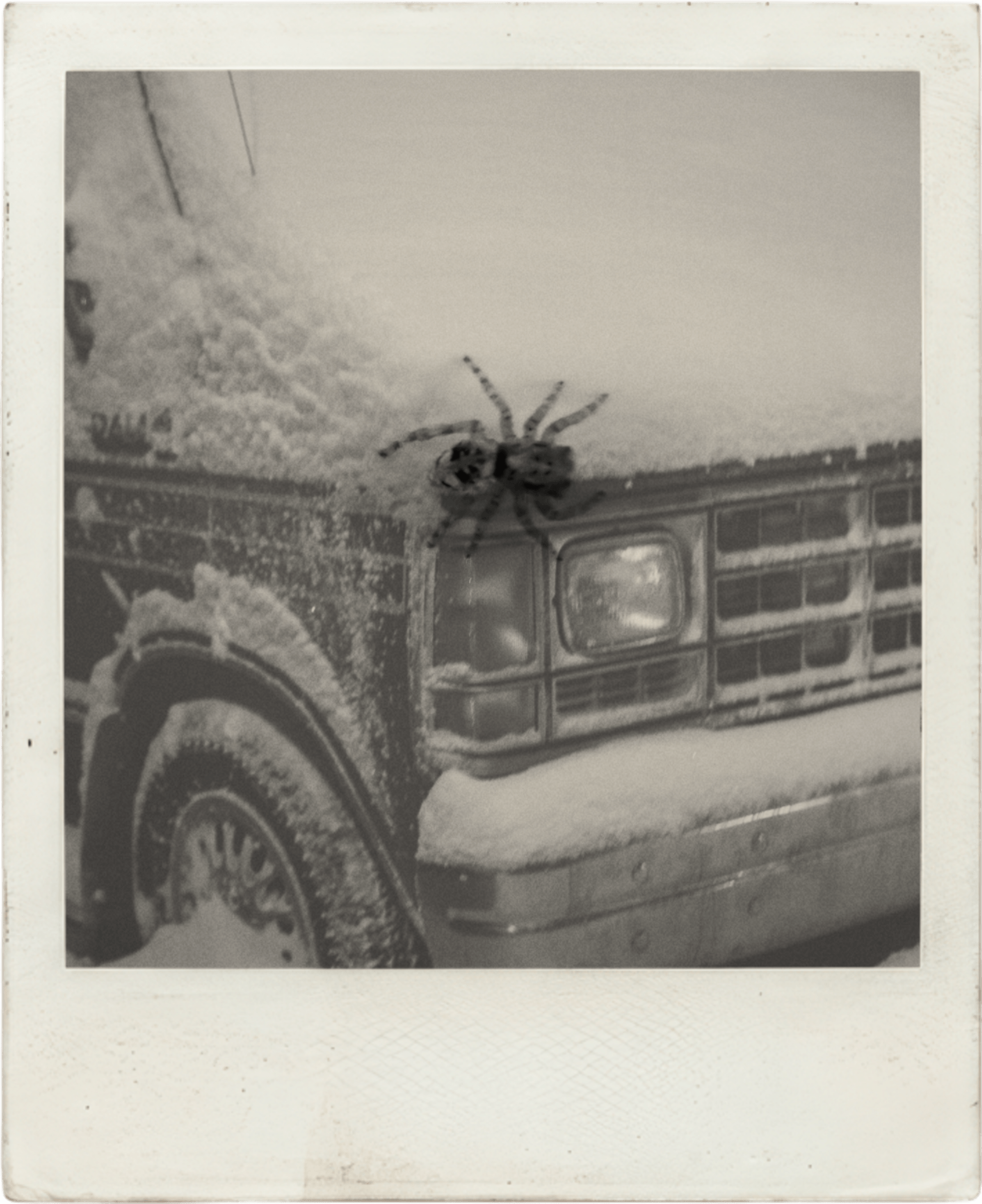 double exposition d'une araignée sur un van