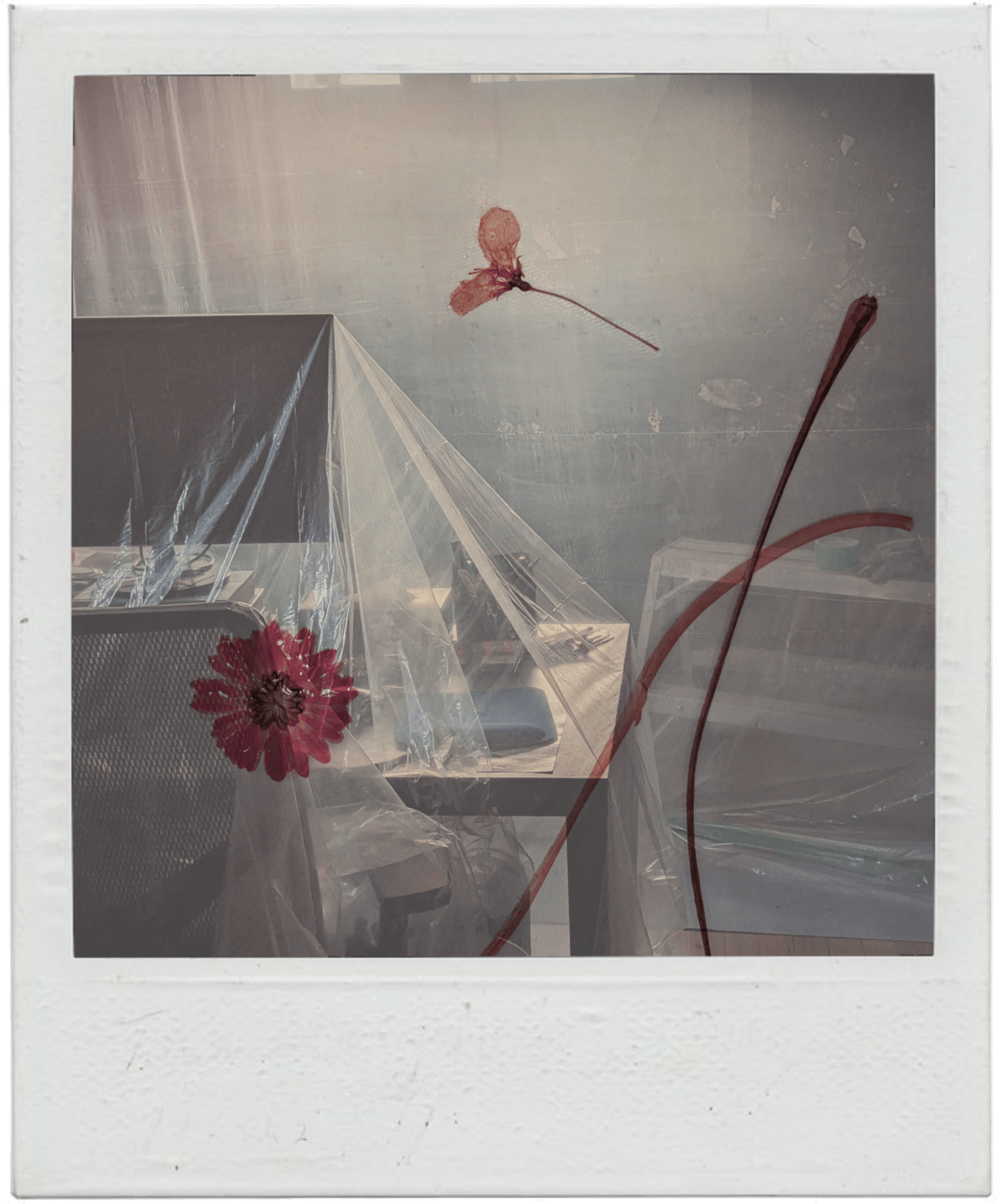 Double exposure of flowers on my office during house renovations