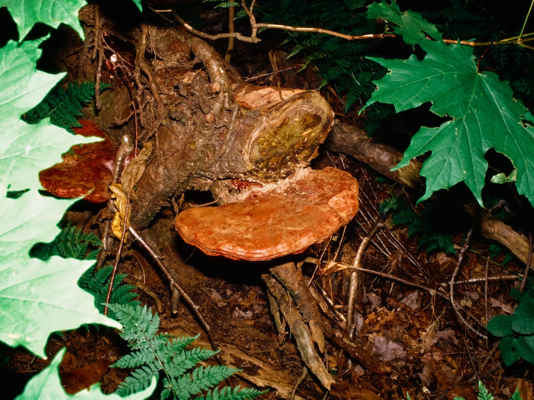 ChampiPourvous_tristanpasquiergevauxphoto