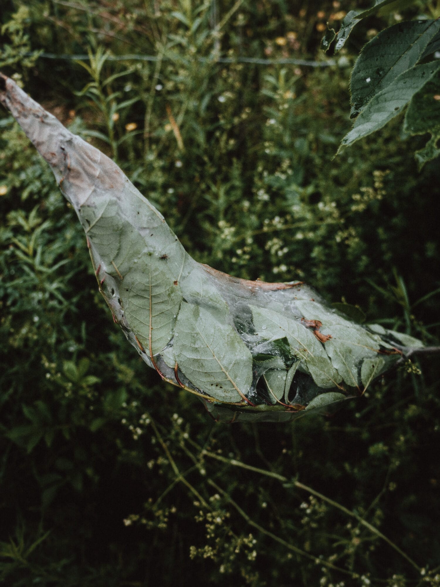 cocon_de_nous_tristanpasquiergevauxphoto